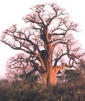 Cliquez...pour consulter les pages de l'Arbre gnalogique